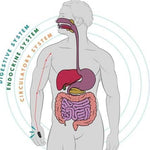 Sugar Control LI4 Acupressure Point Clip